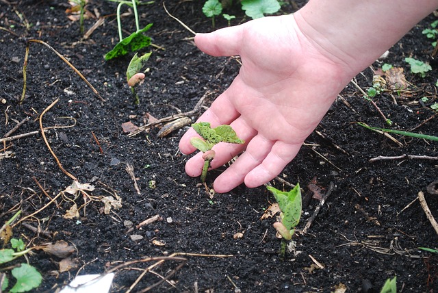 盆栽花卉的肥料有哪些 有机肥与化肥如何选择 种植玩家